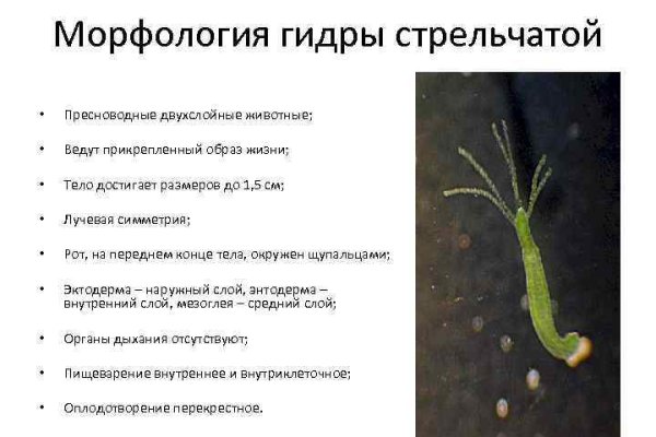 Кракен сайт как зайти