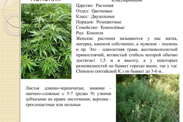 Kraken ссылка krakens13 at