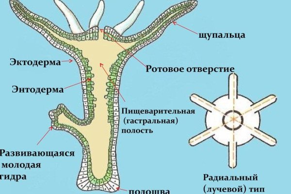 Кракен наркокортель