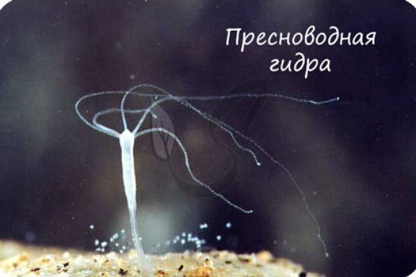 Кракен вход ссылка kraken torion net
