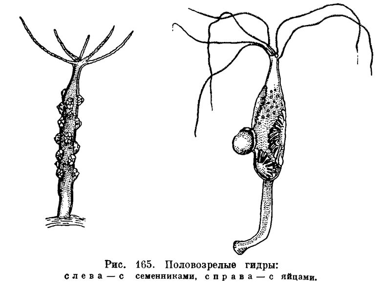 Кракен шоп нарк